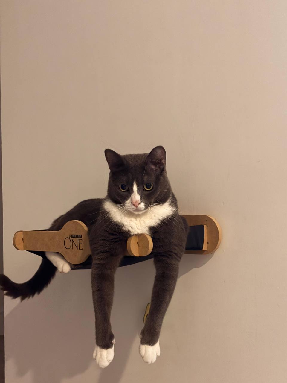 Котика в добрые руки